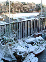 雪2010.02.02.jpg