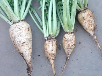 辛味大根2019.12.31