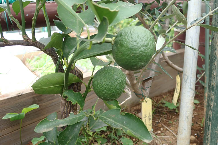 強剪定で移植の ゆず 日大根 てごろ菜 のお味噌汁 Heyモーの家庭菜園を楽しむ