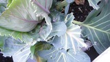 キャベツ鳥害2011.02.18
