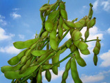 エダマメ収穫2010.07.27.jpg