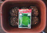 四季蒔きキャベツ種まき07.30.jpg