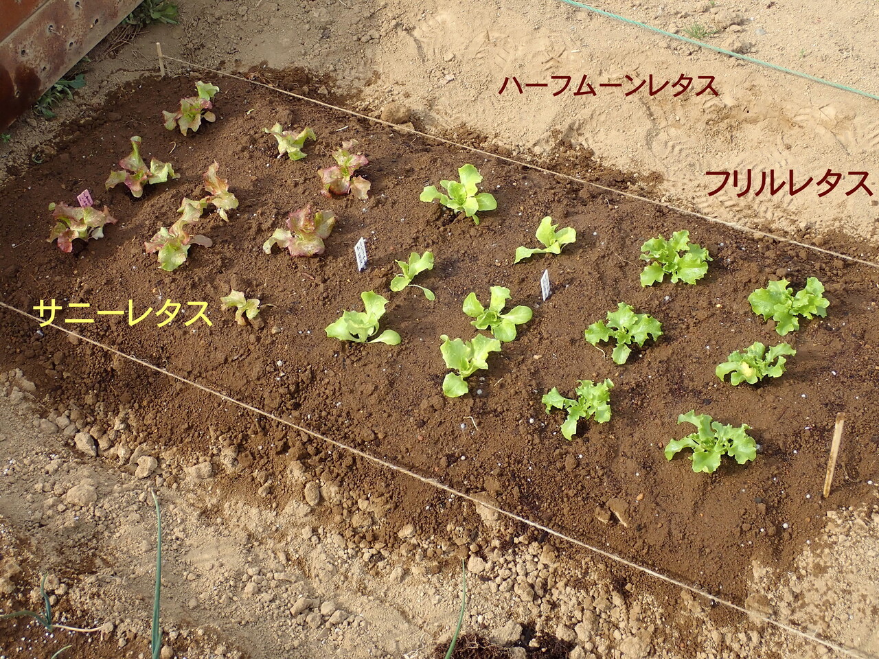 元旦蒔きのレタスを定植 春の ほうれん草 の種蒔き 大玉固定種 世界一トマト のポット上げ Heyモーの家庭菜園を楽しむ