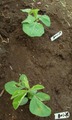 5月5日種蒔きの鶴岡のだだ茶豆2012.05.25
