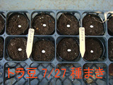 トラ豆種まき2010.07.27.jpg