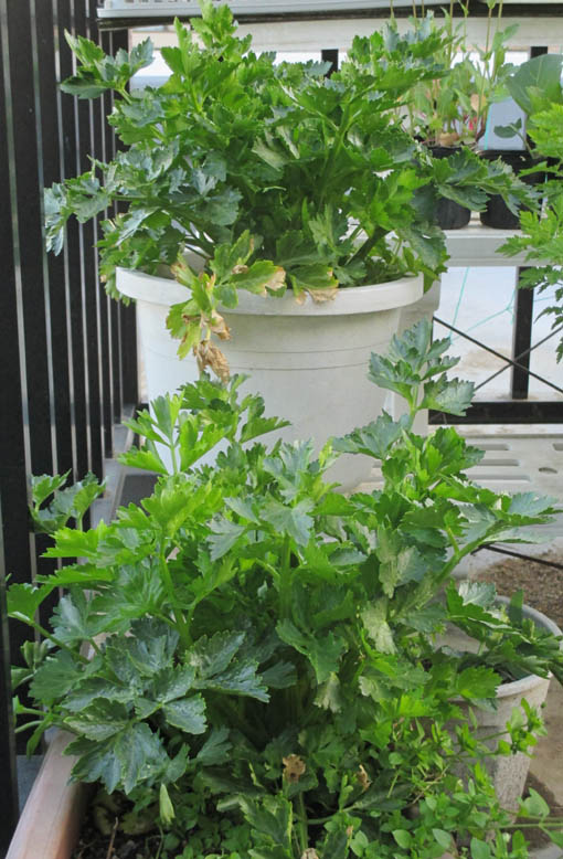 プランターのセロリ栽培 ニューメロンとカリフラワーの種 Heyモーの家庭菜園を楽しむ