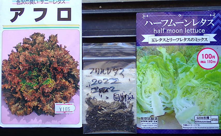 レタス類の種蒔き 鬼バナの実 レタス定植 Heyモーの家庭菜園を楽しむ