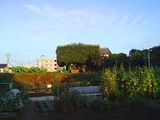 晴れた08.08.27.jpg