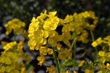 菜の花