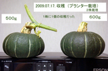 プランター栽培カボチャ収穫09.07.17.jpg