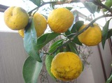 花ゆず2010.11.25