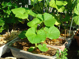 カボチャ2012.08.25