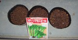 スティックブロッコリー種まき08.08.26.jpg