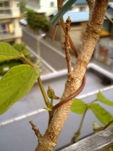 花豆