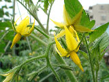 アイコの開花2010.06.26.jpg