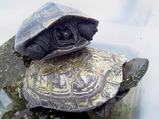 カメックス
