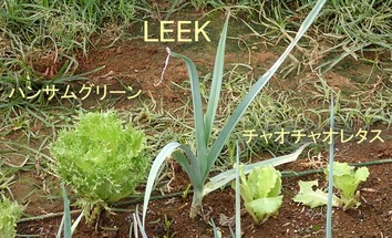 LEEK2019.08.24