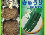 キュウリ種蒔き2011.04.10