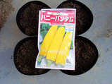 ハニーバンタム09.04.15.jpg