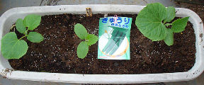 弟4弾キュウリ定植2010.06.26.jpg