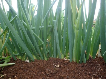 東京晩生ネギ2019.12.25