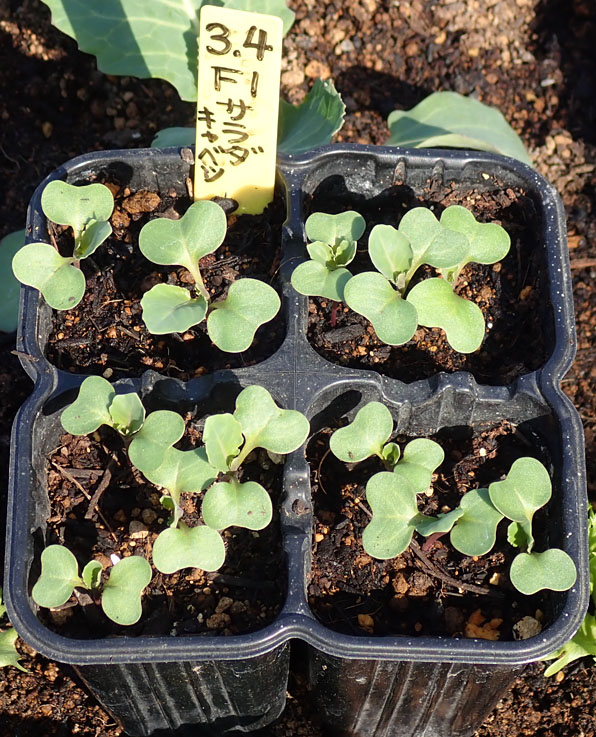 キャベツの間引き ハンサムグリーン フリンジグリーン 大玉トマト 世界一 植え替え 九条ネギ収穫 Heyモーの家庭菜園を楽しむ キャベツの間引き ハンサムグリーン フリンジグリーン 大玉トマト 世界一 植え替え 九条ネギ収穫 Heyモーの家庭菜園を楽しむ