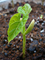 インゲン発芽2010.07.29.jpg