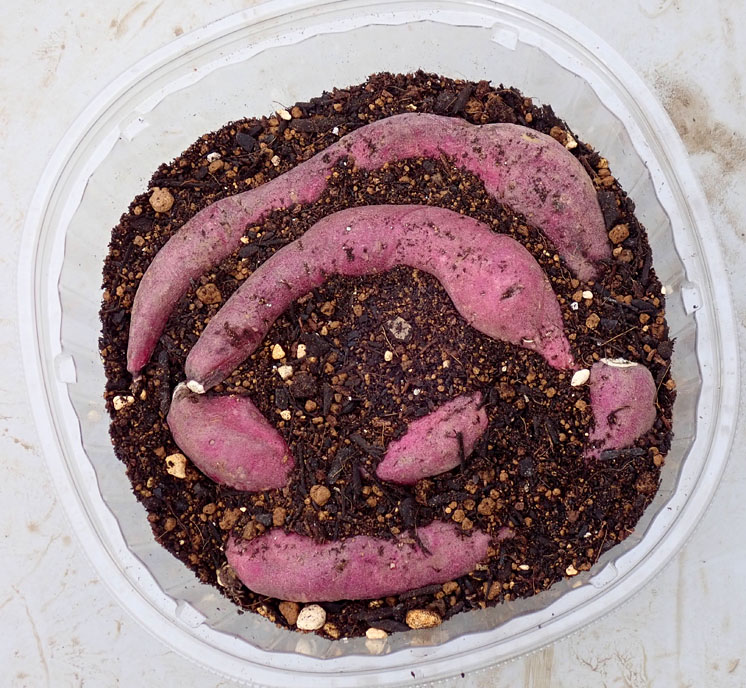 さつまいも の芽出し イエローアイコ の発芽 ステラミニトマト 種蒔き F1サラダキャベツ 種蒔き パセリ 苗の様子 Heyモーの家庭菜園を楽しむ さつまいも の芽出し イエローアイコ の発芽 ステラミニトマト 種蒔き F1サラダキャベツ 種蒔き パセリ 苗の様子 Heyモーの家庭菜園を楽しむ