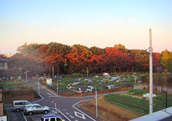 2008.1121.4.30晩秋の区民農園.jpg