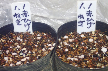 赤ひげネギ発芽2020.01.06