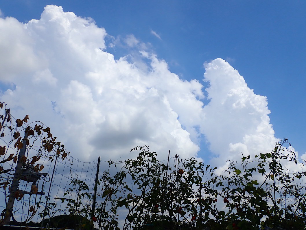 夏の雲がきれいです 中長茄子がまた実を付け始めた 夏の葉物 サラダミニ白菜 1番手きゅうりが終了 Heyモーの家庭菜園を楽しむ