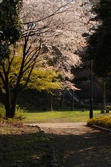 春の花20