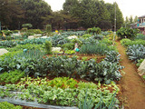 区民農園10.22.jpg