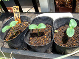 第7弾キュウリ2010.07.27.jpg