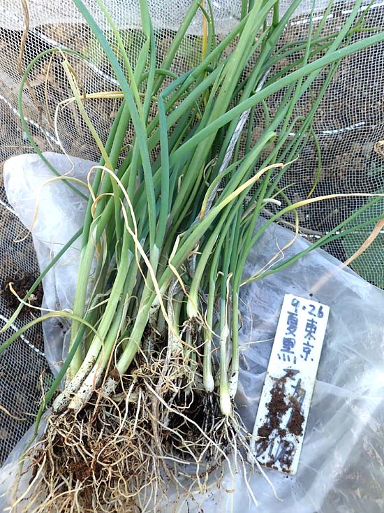 プランター栽培の山東菜や青梗菜の収穫 リーキやネギの引越し Heyモーの家庭菜園を楽しむ プランター栽培の山東菜や青梗菜の収穫 リーキやネギの引越し Heyモーの家庭菜園を楽しむ