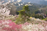 吉野梅郷