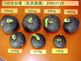 3回目カボチャ収穫2009.07.26.jpg