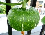 ミニカボチャ2010.06.29.jpg