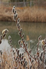 春の花16