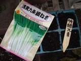 浅黄九条細ネギ2010.10.09