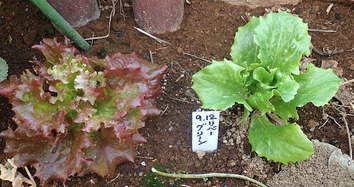 リバ^グリーン2019.12.25