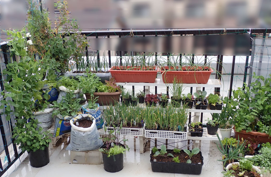 バルコニー菜園の様子 コモンクレス かすみ草 Heyモーの家庭菜園を楽しむ