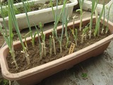 再生ネギ2011.06.27