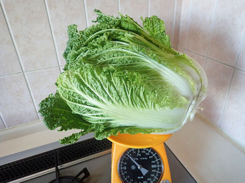 白菜1.75kg2019.12.27