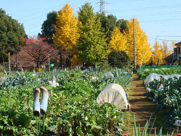 区民農園09.11.28.jpg