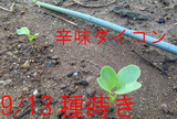 辛味ダイコン2013.09.18.