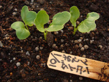おでんダイコン発芽2010.10.07