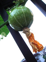 ミニカボチャ2010.06.21.jpg