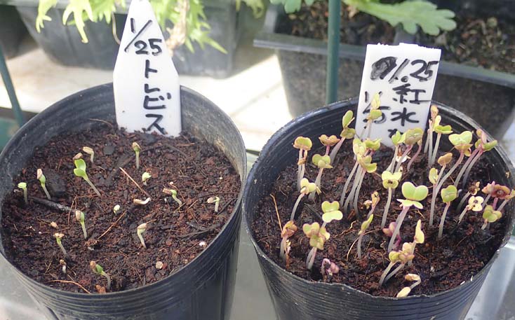 トレビス 紅水菜 発芽 春菊 収穫 トウ立ちした 治郎丸ほうれん草 Heyモーの家庭菜園を楽しむ トレビス 紅水菜 発芽 春菊 収穫 トウ立ちした 治郎丸ほうれん草 Heyモーの家庭菜園を楽しむ