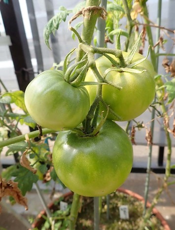 世界一トマト 栽培中の大玉トマト 接木したナスに一番花が Heyモーの家庭菜園を楽しむ